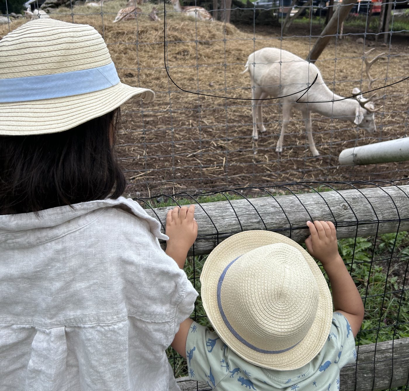 Two children in sun hats watching deer at a farm fence